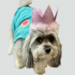 Luna - Marketing princess